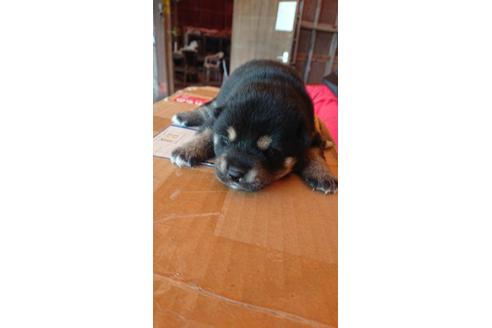成約済の徳島県の柴犬-94503の1枚目