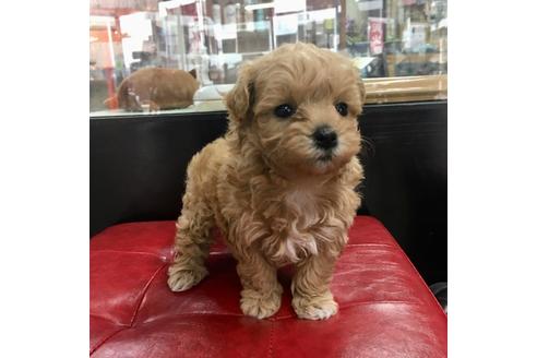 成約済の京都府のマルプー:マルチーズ×トイプードル-94490の1枚目