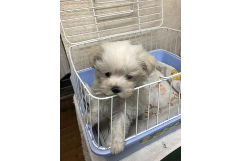 成約済の愛知県のマルチーズ-94521の5枚目