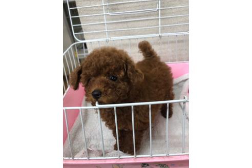 成約済の愛知県のトイプードル-94533の1枚目