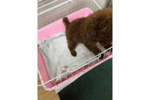 成約済の愛知県のトイプードル-94533の2枚目