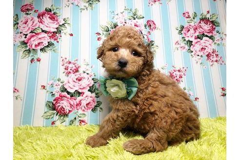 成約済の秋田県のチワプー:チワワ×トイプードル-94543の2枚目