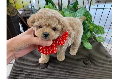 香川県のミックス犬 女の子 03 06生まれ 極上極小のｍｉｘ犬 チワプープーちゃん 子犬id ブリーダーナビ