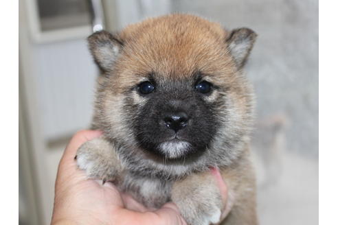 成約済の熊本県の柴犬-94575の1枚目