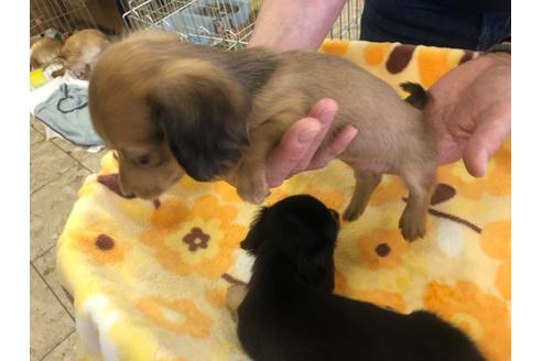 成約済の愛知県のカニンヘンダックスフンド(ロングヘアード)-93319の3枚目