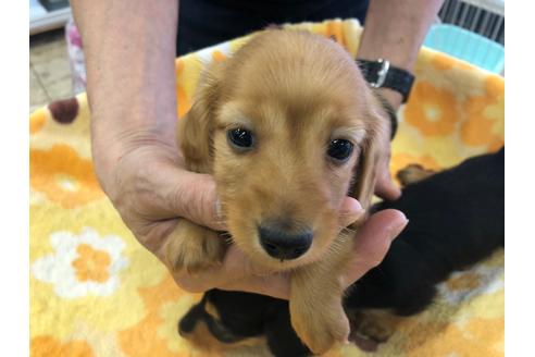 成約済の愛知県のミニチュアダックスフンド(ロングヘアード)-92908の1枚目