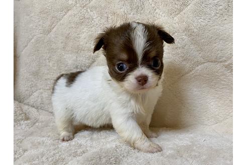 子犬