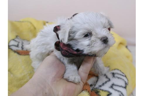 成約済の埼玉県のマルチーズ-94001の2枚目