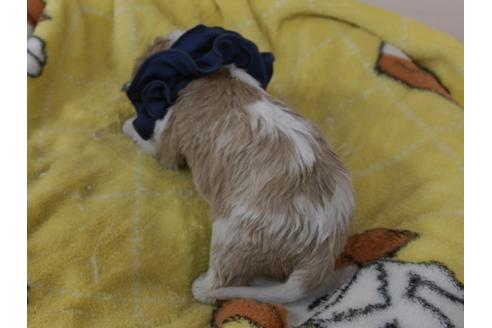 成約済の埼玉県のキャバリアキングチャールズスパニエル-94004の5枚目
