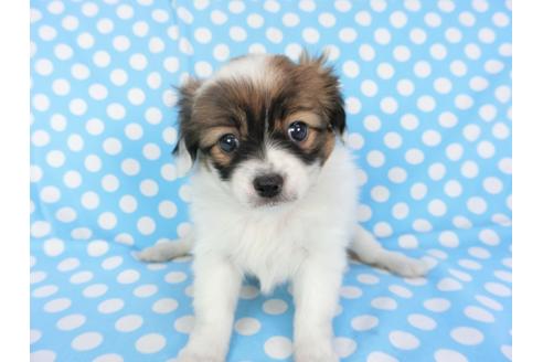 成約済の千葉県のパピヨン-93361の1枚目