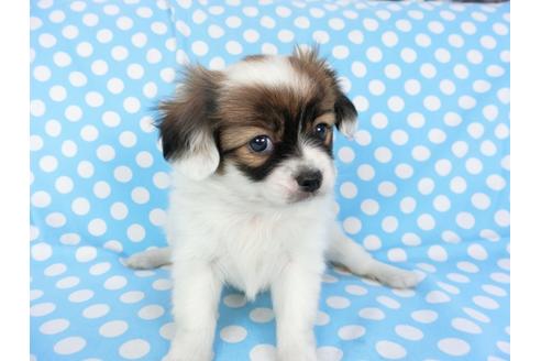 成約済の千葉県のパピヨン-93361の4枚目