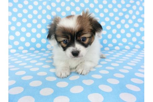 成約済の千葉県のパピヨン-93361の3枚目