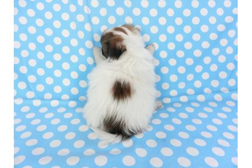 成約済の千葉県のパピヨン-93361の2枚目