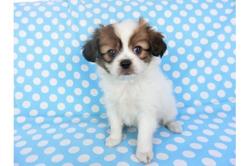 成約済の千葉県のパピヨン-93358