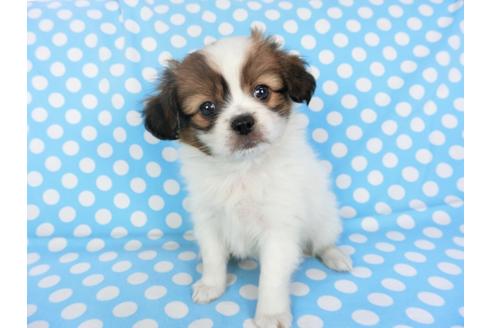 成約済の千葉県のパピヨン-93358の4枚目