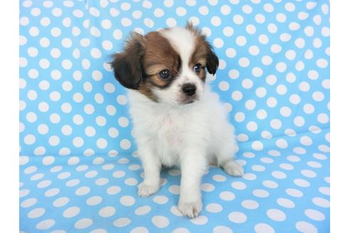 成約済の千葉県のパピヨン-93358の3枚目