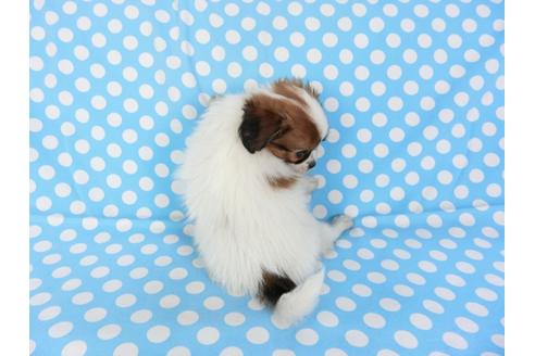 成約済の千葉県のパピヨン-93358の2枚目