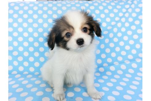 成約済の千葉県のパピヨン-93068