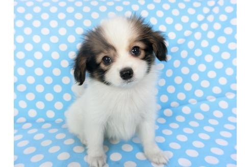 成約済の千葉県のパピヨン-93068の4枚目