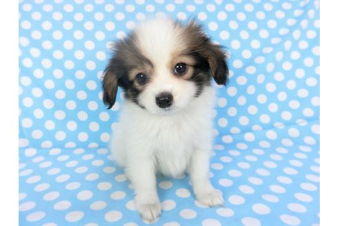 成約済の千葉県のパピヨン-93068の3枚目