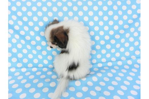 成約済の千葉県のパピヨン-93068の2枚目