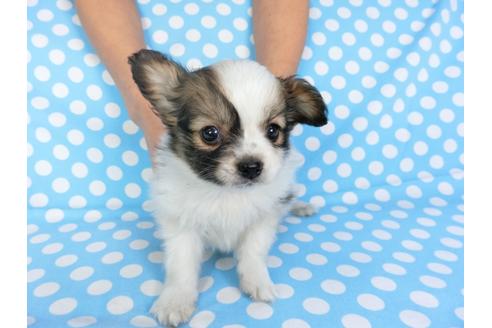 成約済の千葉県のパピヨン-93017