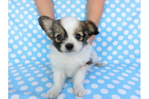 成約済の千葉県のパピヨン-93017の4枚目