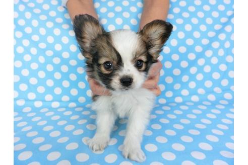 成約済の千葉県のパピヨン-93017の3枚目