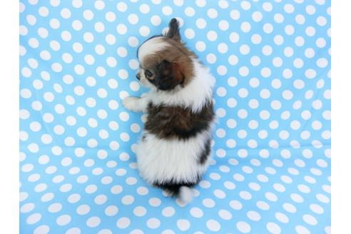 成約済の千葉県のパピヨン-93017の2枚目