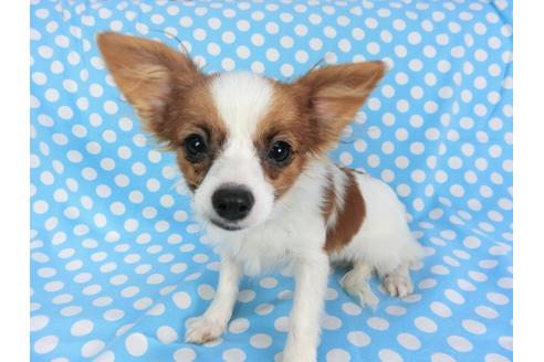 成約済の千葉県のパピヨン-85712の8枚目