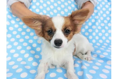 成約済の千葉県のパピヨン-85712の7枚目