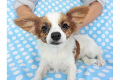 成約済の千葉県のパピヨン-85712の6枚目