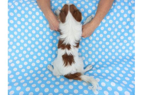 成約済の千葉県のパピヨン-85712の5枚目