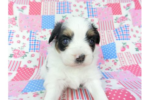 成約済の千葉県のパピヨン-94614の8枚目