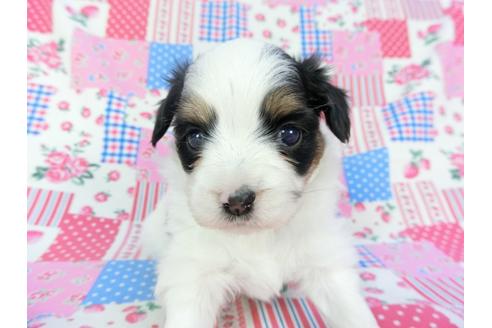成約済の千葉県のパピヨン-94614の7枚目