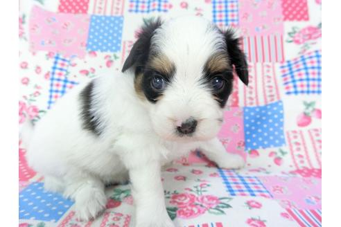 成約済の千葉県のパピヨン-94614の6枚目