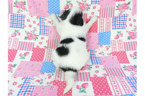 成約済の千葉県のパピヨン-94614の5枚目