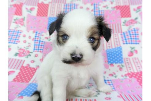 成約済の千葉県のパピヨン-94615の1枚目