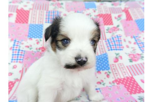 成約済の千葉県のパピヨン-94615の4枚目