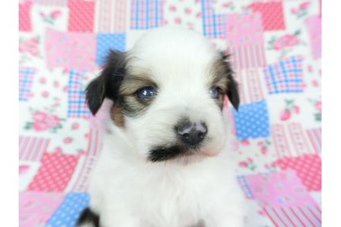 成約済の千葉県のパピヨン-94615の3枚目