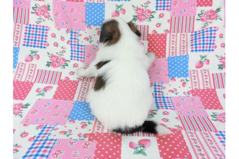 成約済の千葉県のパピヨン-94615の2枚目