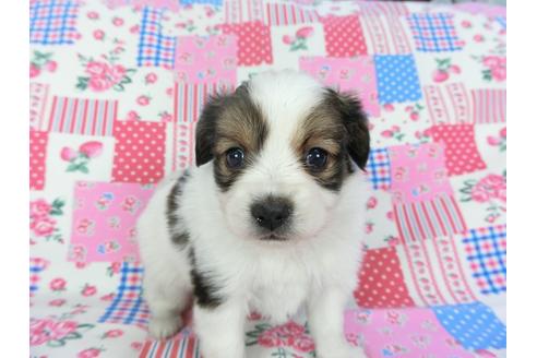 成約済の千葉県のパピヨン-94618の1枚目