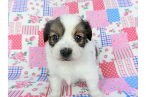 成約済の千葉県のパピヨン-94618の4枚目