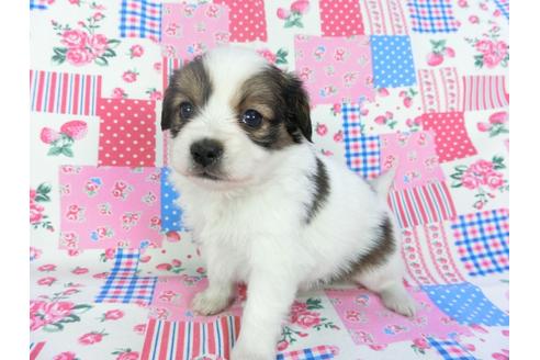 成約済の千葉県のパピヨン-94618の3枚目