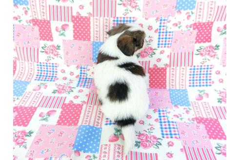 成約済の千葉県のパピヨン-94618の2枚目