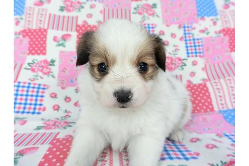 成約済の千葉県のパピヨン-94620の1枚目