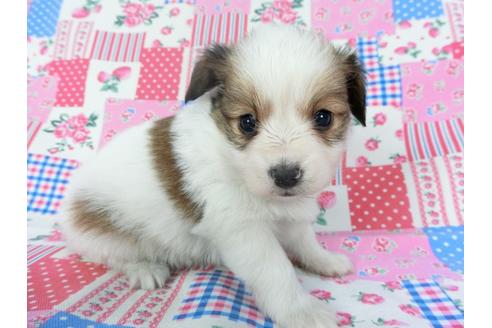 成約済の千葉県のパピヨン-94620の4枚目