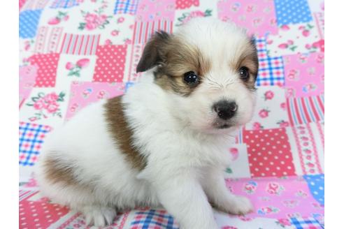 成約済の千葉県のパピヨン-94620の3枚目