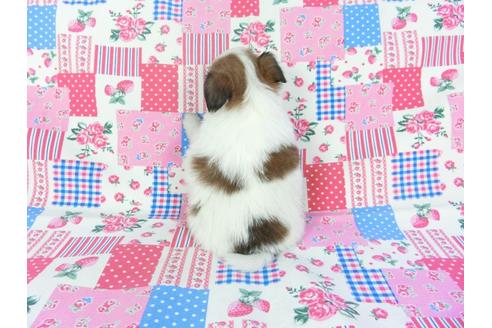 成約済の千葉県のパピヨン-94620の2枚目