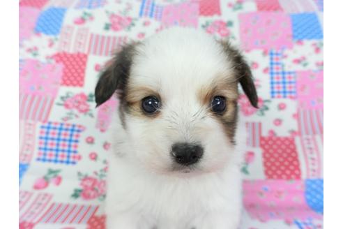 成約済の千葉県のパピヨン-94621の1枚目